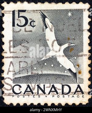 CANADA - CIRCA 1954: Un francobollo stampato in Canada mostra un uccello marino del Gannet settentrionale Foto Stock