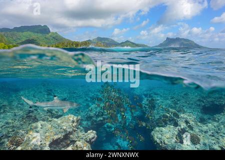 Scuola di pesce con uno squalo sott'acqua nell'oceano sulla barriera corallina di un'isola del Pacifico meridionale nella Polinesia francese, scena naturale, vista divisa su sott'acqua Foto Stock