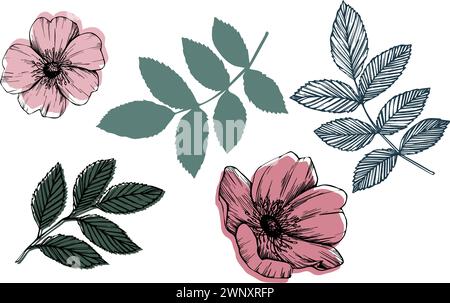 Set vettoriale rosa hip con foglie e fiori. Rosa selvatica, disegno a linee di erbe medicinali, boccioli rosa e rosso. Illustrare l'illustrazione grafica. schizzo per Illustrazione Vettoriale