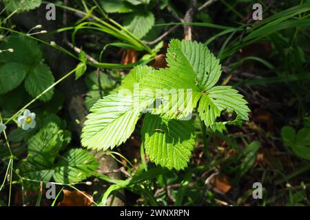 Strawberry Fragaria è il genere di piante erbacee perenni della famiglia delle Rosaceae. Le foglie sono trifoliate, di forma complessa, su steli lunghi Foto Stock