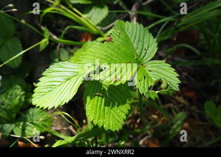 Strawberry Fragaria è il genere di piante erbacee perenni della famiglia delle Rosaceae. Le foglie sono trifoliate, di forma complessa, su steli lunghi Foto Stock