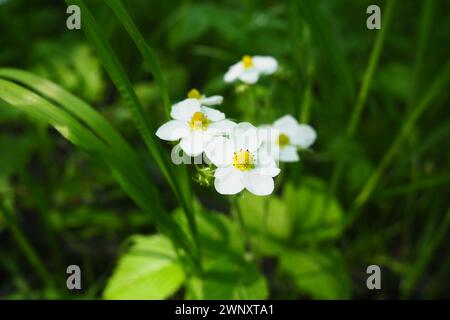 Strawberry Fragaria è il genere di piante erbacee perenni della famiglia delle Rosaceae. L'infiorescenza è un corymb a più fiori. Fiori bianchi Foto Stock