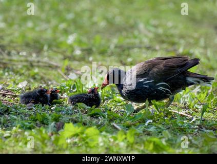 Moorhen comune con la linea di pulcini prese a barre corte fossato, Bristol, Regno Unito Foto Stock