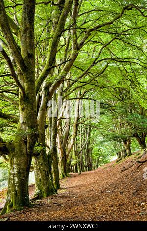 Muschio coperto di faggi sul sentiero a Glen Lyon, Perthshire, Scozia, Regno Unito Foto Stock