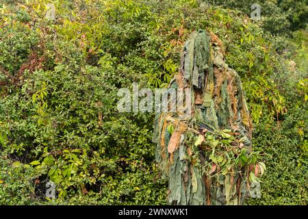 Un soldato che indossa un abbigliamento mimetico militare, che si fonde con lo sfondo verde Foto Stock