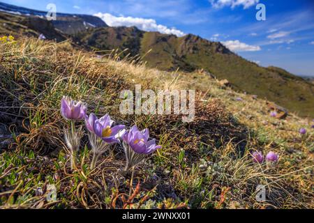 Pasque Flower o Prairie Crocus (Anemone patens ) cresce vicino a Hailstone Butte nella regione alpina dell'Alberta meridionale Foto Stock