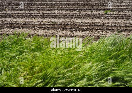 L'Hordeum murinum, comunemente noto come orzo da parete o falso orzo, è una specie di erba, e un parente stretto dell'orzo coltivato Hordeum vulgare Foto Stock