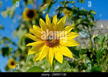 Ravvicinati alla fioritura di girasole giallo illuminato Foto Stock