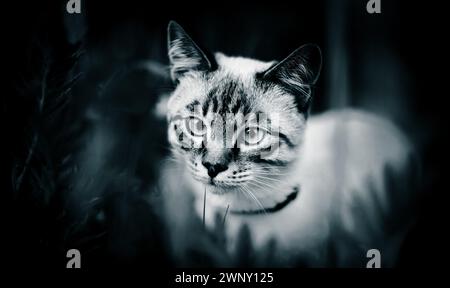 Una fotografia in bianco e nero di un curioso gatto seduto tra l'erba scura in un giorno d'estate. Foto Stock