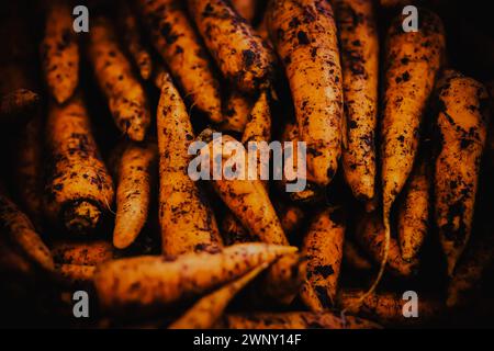 Un gran numero di carote mature che sono state appena estratte da terra sono impilate in una pila. Questa è un'immagine della raccolta vegetale e dell'agricoltura Foto Stock