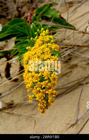 Ravvicinati in fiore sulla spiaggia di Cape Cod (Solidago sempervirens) Foto Stock