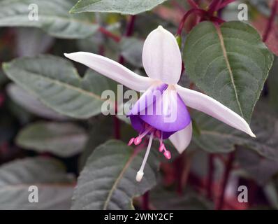 Fuchsia Jollies Macon è un fiore fuchsia eretto perenne deciduo dall'estate all'autunno e ha piccoli fiori bianchi e viola di tipo singolo Foto Stock