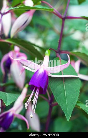 Fuchsia Jollies Macon è un fiore fuchsia eretto perenne deciduo dall'estate all'autunno e ha piccoli fiori bianchi e viola di tipo singolo Foto Stock