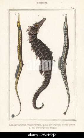 Pesce pipello Broadnosed, Syngnathus typhle 1, cavalluccio marino a becco corto, Hippocampus hippocampus 2 e Sargassum Pipefish, Syngnathus pelagicus 3. Le syngnathe trompette, le syngnathe ippocampo, le syngnathe tuyau. Incisione colorata a mano dalle oeuvres du comte de Lacépède, comprenant l’histoire naturelle des poissons, Parigi, 1850 circa. Le illustrazioni non accreditate furono copiate da originali di Jacques de Seve, Marcus Bloch, Robert Benard, Jean-Gabriel Pretre, ecc.. Foto Stock