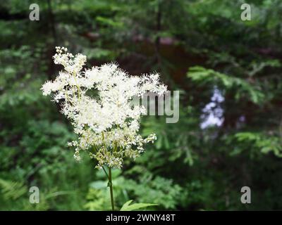 La Filipendula vulgaris, comunemente nota come Dropwort o Dropwort a foglia di felce, è una pianta erbacea perenne della famiglia delle Rosaceae, strettamente imparentata con Foto Stock