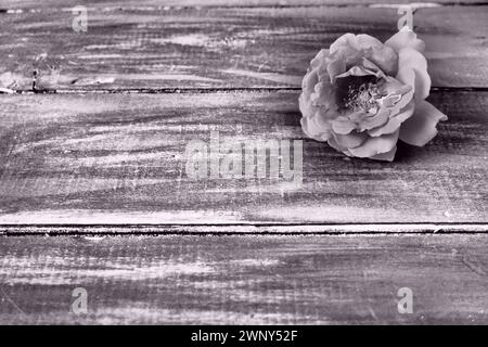 Una rosa nell'angolo. Sfondo in legno. Accetta le nostre condoglianze. Lutto o un'espressione di rammarico. Fotografia monocromatica in bianco e nero con Foto Stock