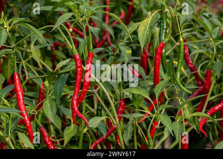 Pianta di pepe thailandese con peperoni maturi che crescono in giardino. Orto, prodotti biologici e concetto di giardinaggio. Foto Stock