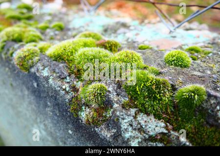 Mossy piante superiori o briofiti. Il tema della briologia, la scienza dei muschi. Calcestruzzo umido ricoperto da un moquette verde brillante. Bello Foto Stock