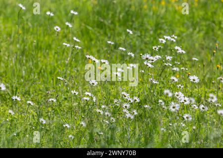 Un campo di margherite nella campagna del Sussex, in una soleggiata giornata di fine maggio Foto Stock