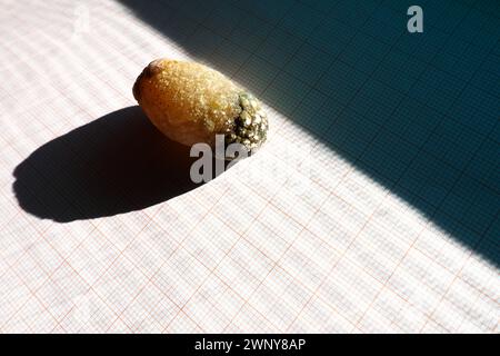 Malattia del calcoli biliari, colelitiasi - la formazione di pietre, calcoli nella cistifellea, dotti biliari. Calcoli biliari. Un grande gallone rimosso da a. Foto Stock