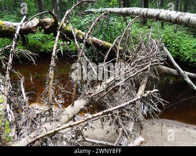 Bioma Taiga dominato da foreste di conifere. Picea abete, conifere sempreverdi della famiglia dei pini Pinaceae. Russia, Carelia. Fiume della foresta Foto Stock