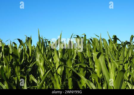 Il mais è una pianta erbacea annuale alta. Prodotto cerealicolo. Coltivare mais nel campo all'ora d'oro la sera in estate. Serbia. Il problema di Foto Stock