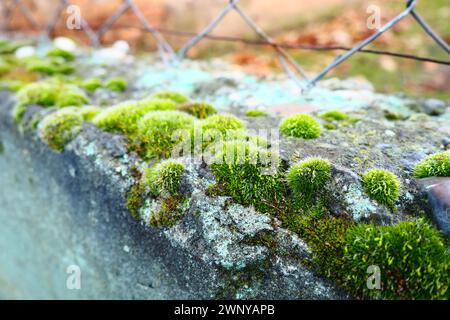 Mossy piante superiori o briofiti. Il tema della briologia, la scienza dei muschi. Calcestruzzo umido ricoperto da un moquette verde brillante. Bello Foto Stock