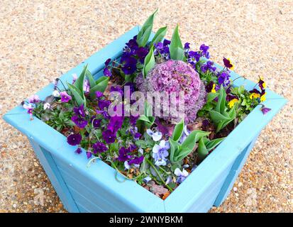 Allestimento ornamentale dei fiori della molla di Kale Foto Stock