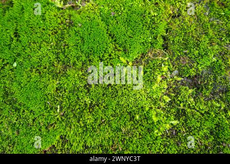 Mossy piante superiori o briofiti. Il tema della briologia, la scienza dei muschi. Calcestruzzo umido ricoperto da un moquette verde brillante. Bello Foto Stock