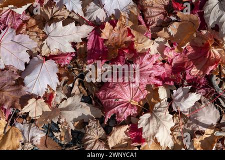 Foglie autunnali di vari colori che si asciugano al sole sul terreno boschivo, lettiera naturale, sfondo astratto. Foto Stock