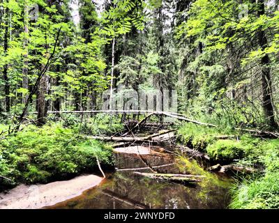 Bioma Taiga dominato da foreste di conifere. Picea abete, conifere sempreverdi della famiglia dei pini Pinaceae. Russia, Carelia. Fiume della foresta Foto Stock