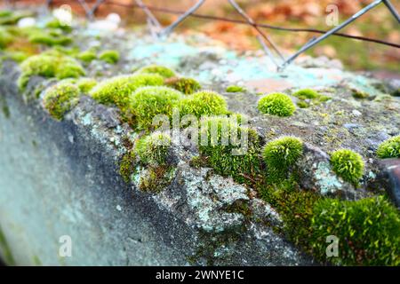 Mossy piante superiori o briofiti. Il tema della briologia, la scienza dei muschi. Calcestruzzo umido ricoperto da un moquette verde brillante. Bello Foto Stock