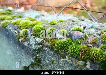 Mossy piante superiori o briofiti. Il tema della briologia, la scienza dei muschi. Calcestruzzo umido ricoperto da un moquette verde brillante. Bello Foto Stock