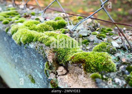 Mossy piante superiori o briofiti. Il tema della briologia, la scienza dei muschi. Calcestruzzo umido ricoperto da un moquette verde brillante. Bello Foto Stock