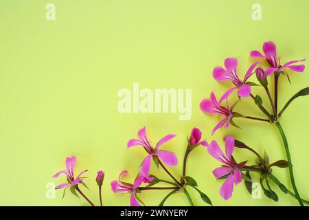 infiorescenza di edera geranio su sfondo giallo. Bellissima infiorescenza di edera rosa geranio nell'angolo inferiore destro. Copia spazio per il testo Foto Stock