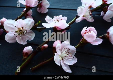 Ramoscelli con fiori rosa di mela o pesca su tavole nere. Infiorescenze delicate nel controluce. Messa a fuoco morbida, nebbia. Il tema di Foto Stock