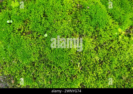 Mossy piante superiori o briofiti. Il tema della briologia, la scienza dei muschi. Calcestruzzo umido ricoperto da un moquette verde brillante. Bello Foto Stock