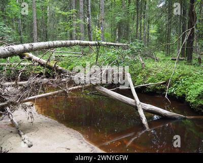 Bioma Taiga dominato da foreste di conifere. Picea abete, conifere sempreverdi della famiglia dei pini Pinaceae. Russia, Carelia. Fiume della foresta Foto Stock