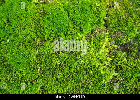 Mossy piante superiori o briofiti. Il tema della briologia, la scienza dei muschi. Calcestruzzo umido ricoperto da un moquette verde brillante. Bello Foto Stock