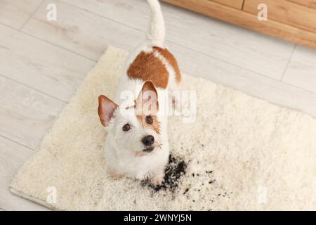 Bel cane vicino alla macchia di fango sul tappeto al coperto, sopra la vista Foto Stock