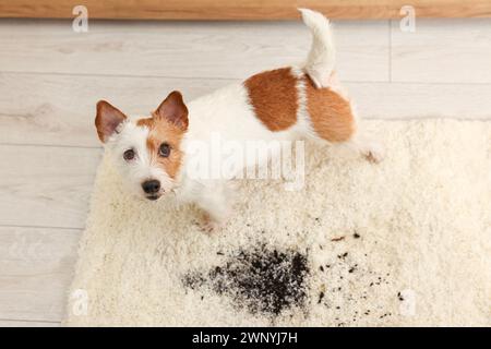 Bel cane vicino alla macchia di fango sul tappeto al chiuso Foto Stock