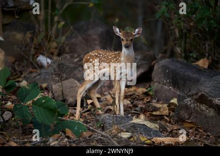 Cervi maculati nella foresta di Sal Foto Stock