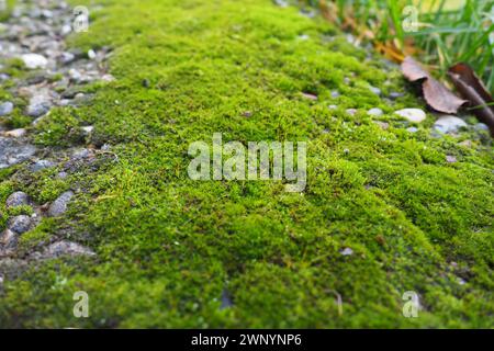 Mossy piante superiori o briofiti. Il tema della briologia, la scienza dei muschi. Calcestruzzo umido ricoperto da un moquette verde brillante. Bello Foto Stock