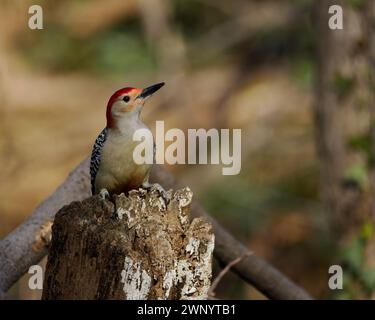Picchio dalla pancia rossa (Melanerpes carolinus), Dyke Marsh, Alexandria, Virginia Foto Stock