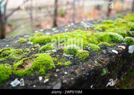 Mossy piante superiori o briofiti. Il tema della briologia, la scienza dei muschi. Calcestruzzo umido ricoperto da un moquette verde brillante. Bello Foto Stock