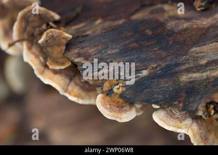 colonia di funghi marroni su alberi caduti primo piano fuoco selettivo Foto Stock