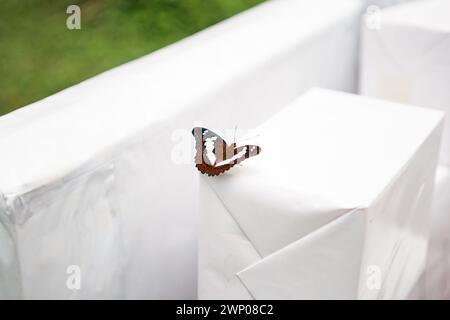 Una farfalla rossa, marrone e bianca a motivi geometrici appollaiata su una scatola bianca. Foto Stock