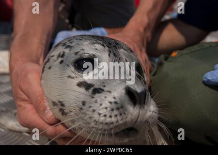 Gli scienziati studiano le tossine in giovani foche portuali per capire gli effetti sulle orche transitorie predatore Sidney BC Gulf Islands Canada Foto Stock