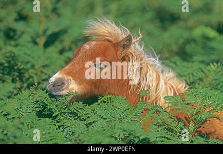 Il pony puledro del Welsh Mountain è libero di andare a mangiare in alto bracken. Brecon Beacons National Park / Capel-y-Finn / Galles / GB Foto Stock