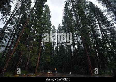 Un'auto che guida tra alti alberi in un giorno di pioggia nel Parco Nazionale di Yosemite - California, Stati Uniti Foto Stock